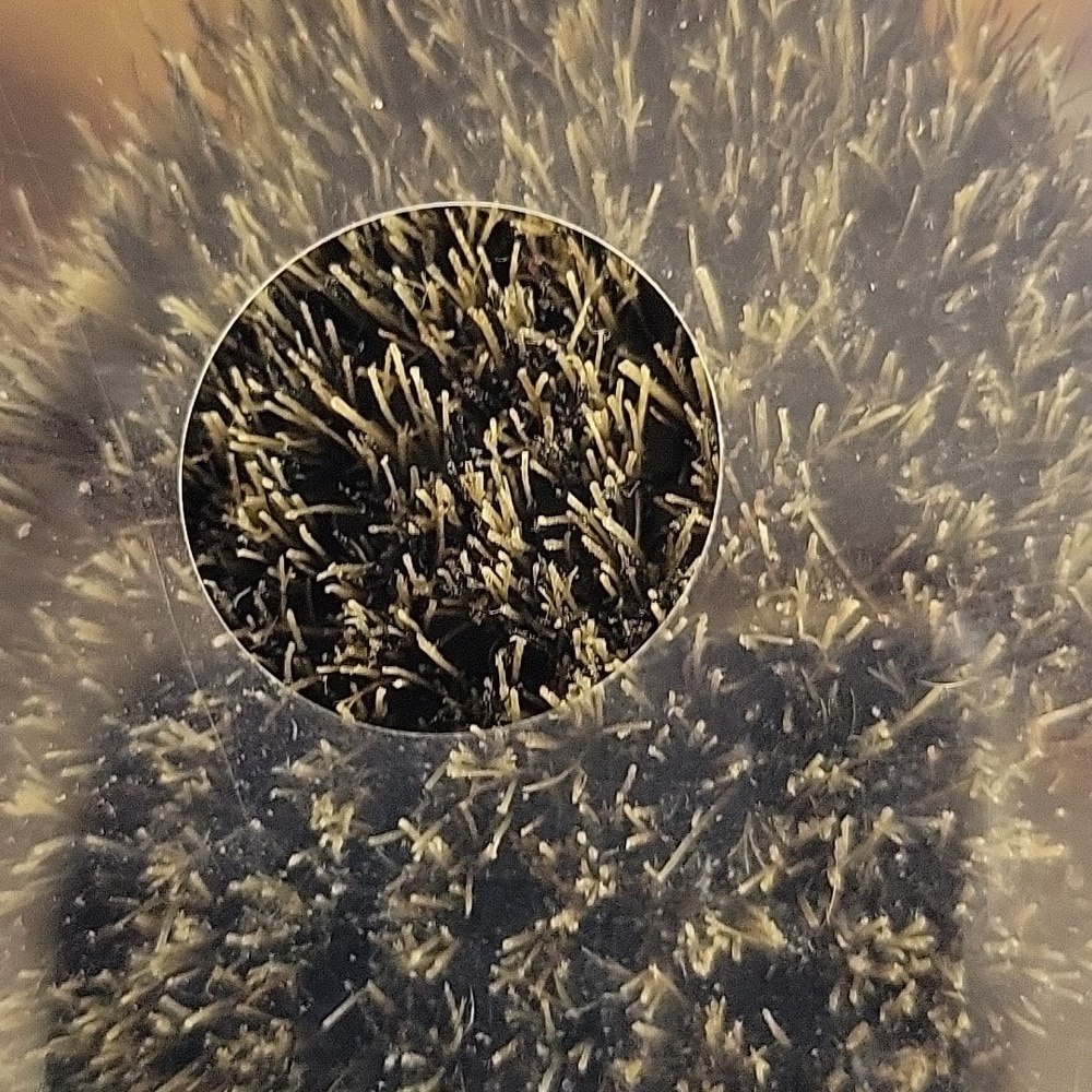 Power Wave Boar Brush - Bow Wow - Picture 6 of 6